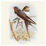 Nástenný poznámkový kalendár 2026 Vtáčiky