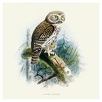 Nástenný poznámkový kalendár 2026 Vtáčiky