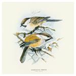 Nástenný poznámkový kalendár 2026 Vtáčiky