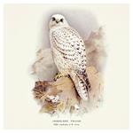 Nástenný poznámkový kalendár 2026 Vtáčiky