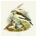 Nástenný poznámkový kalendár 2026 Vtáčiky