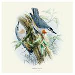 Nástenný poznámkový kalendár 2026 Vtáčiky