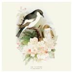 Nástenný poznámkový kalendár 2026 Vtáčiky