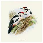 Nástenný poznámkový kalendár 2026 Vtáčiky