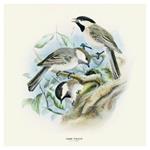 Nástenný poznámkový kalendár 2026 Vtáčiky