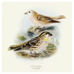 Nástenný poznámkový kalendár 2026 Vtáčiky