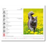 Stolový kalendár 2026 - MiniMax Mačičky